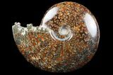 Polished, Agatized Ammonite (Cleoniceras) - Madagascar #97379-1